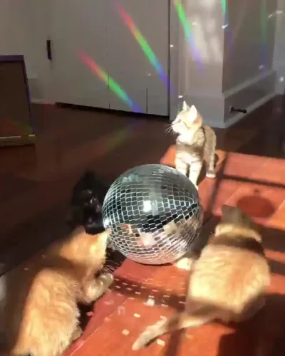 janushek - disco kotki
[ostrożnie bo głośne] 
#gifzdzwiekiem #gif #koty #kitku #smi...