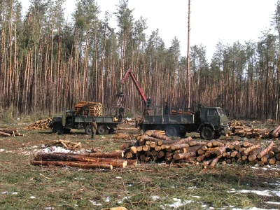 markedone - Policja bada masowe wycinki lasów w Czarnobylskiej Strefie wykluczenia.
...