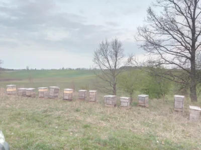 ak_kubel - I ostatnia pasieka przewieziona na rzepak (｡◕‿‿◕｡)
W piątek wyrównam siłę ...