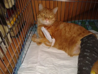 PanKara - #trzylapyrudego



Kot jest już po operacji, ma operacyjnie zespolone kości...