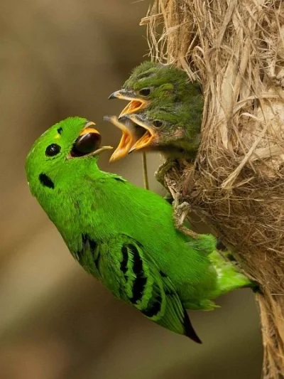 szkkam - Nosoczub szmaragdowy

#ptaki #ornitologia #przyroda