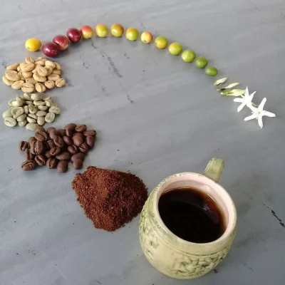 A.....1 - Cykl życia kawy.
#ciekawostki #kawa