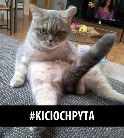 kicioch - Z dedykacją dla @TripleSec bo dawno nie było #kiciochpyta