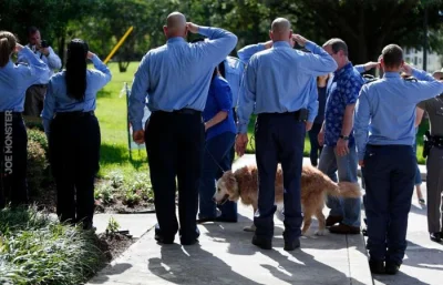 bobersremok - Bretagne - ostatni żyjacy pies, który brał udział w akcji ratunkowej w ...