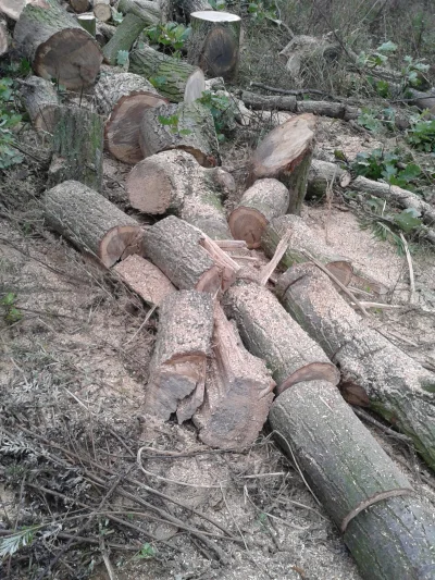 walerrr - #sprzedam Drewno dębowe opałowe 

#kalisz #gielda #drewno #dom #ogrod #og...
