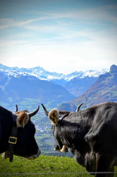 Pinek - #krowy w #lichtenstein z widokiem na #szwajcaria 

#earthporn #natura #zwie...