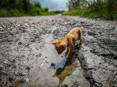 leworwel - Bonusowe foto rudej pumy przy wodopoju