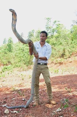 Znalezione obrazy dla zapytania: kobra największa"