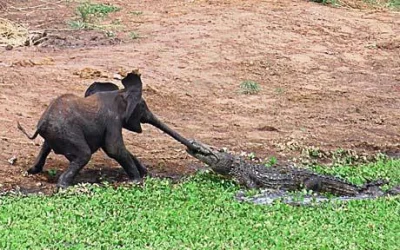 trebeter - na obrazku młody słoń bawi się z krokodylem w przeciąganie liny