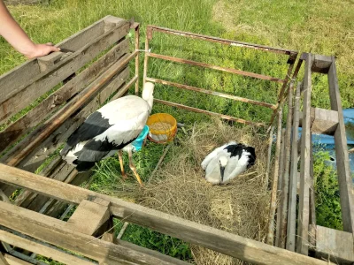 shnitzel - Wiecie co Murki... Tyle się mówi o pomocy zwierzakom, żeby zgłaszać jak co...