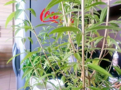 sedesedes - Co to za roślinka? Ktoś wie?:)
#ogrodnictwo #kiciochpyta