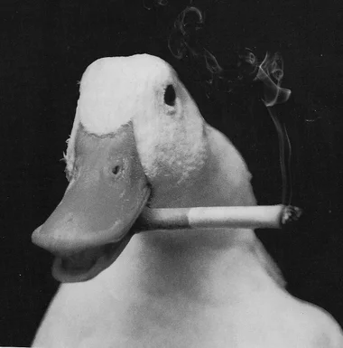 obsCYCKI - Nigdy nie ufaj kaczkom!

#smiesznypiesek #smokersboners #kaczka