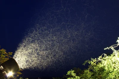 Mesk - Długa ekspozycja owadów pod latatnią #fotografia #ciekawostki #internetcontent...