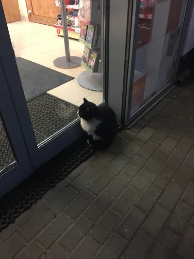 radosss - W Gdańsku na stacji Orlenu koło lotniska mieszka sobie kot. Przesiedzial ta...