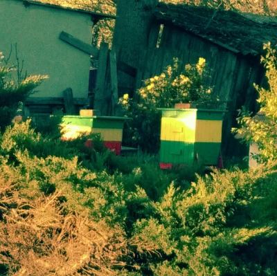 julianna_cebulanna - Mój sąsiad hoduje reagge pszczoły (⌐ ͡■ ͜ʖ ͡■)
#heheszki #zwierz...