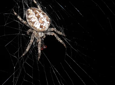 peter85a - Mirki co to za pająk? Mój nowy domownik. #zycienawsi