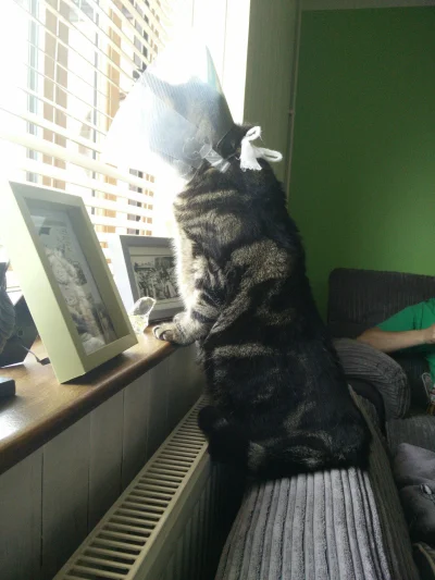 anenya - Ban na wychodzenie to chociaż przez okno sobie powygląda 
#pokazkota #koty #...