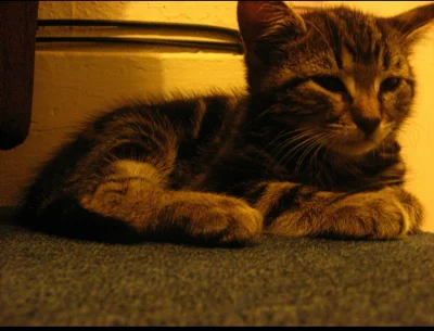 anenya - Mini Morris, prawie 9 lat i 7kg temu
@konik_polanowy proszę :-) 
#koty #poka...