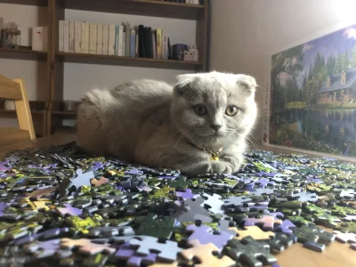 wladca_mopsow - @EthanEN: generalnie potrafi układać też puzzle i polować na pompony ...