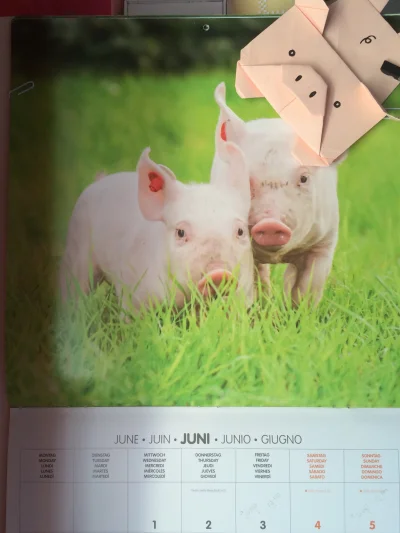 fvck - Czerwcowe świnki #chrum #swinkanadzis (⌒(oo)⌒)
