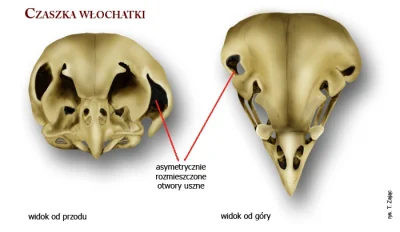 klpt12 - U sów otwory uszne są na różnej wysokości, dzięki temu szacują dokładną odle...