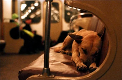 duch_revolucyji - O psie, który jeździł koleją
a w zasadzie to o psach w moskiewskim...