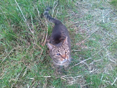 A.....o - Dzisiaj jak czekałem na kolegę, to podszedł do mnie taki kot. Jedno oko mia...