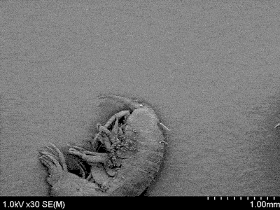 Brydzo - Bakteria na okrzemku na obunogu. 

#gif #mikroskop #ciekawostki