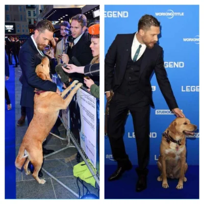 iwarsawgirl - Tom Hardy na premierę filmu "Legend" zabrał swojego psa, Woody'ego. 
Z...