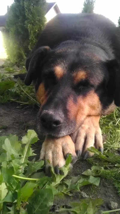 Eskimoska - Dzisiaj odeszła moja kochana Madzia. Madziunia. Miała piętnaście lat i ra...