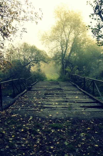 l-da - most na Rawce
#widoki #natura #zielen