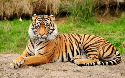 stanislaw-cybruch - #stan #chiny #tygrys #mieso #kraty Zabijał tygrysy i jadł ich mię...