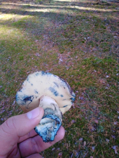 tumialemdaclogin - Co to za grzyb, niebieski się robi po przecięciu

#grzyby