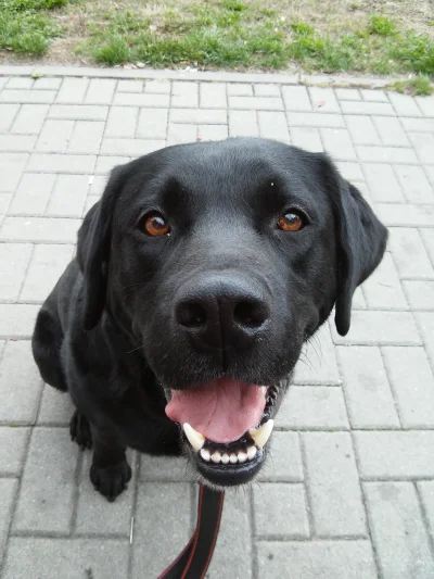 LadyMartini - #pokazpsa
To mój pies Labrador Fado. Został adoptowany, ponieważ ktoś ...