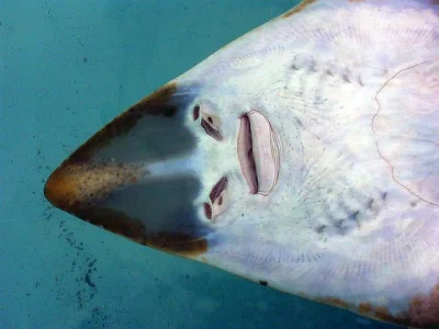 kabanos - @kosmo1989: ryby mają emocje na twarzy