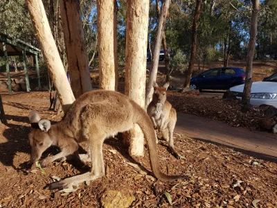 sebaustralia - #ciekawostki #Australia
Dlaczego mała butelka wody jest droższa od duż...