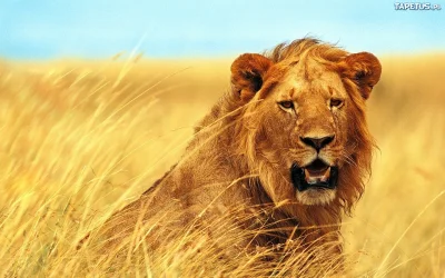 sznytykosmity - lew jest król dżungli jak lew jest król dżungli #heheszki #kroluzloty