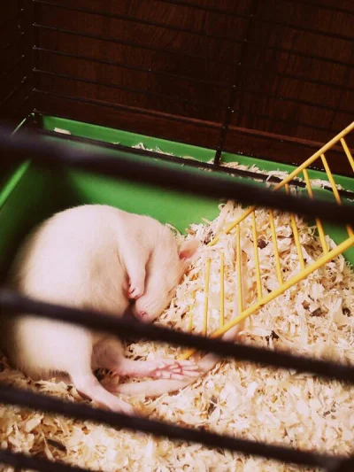 mythbuster - #szczur słodko śpi #pokazszczura