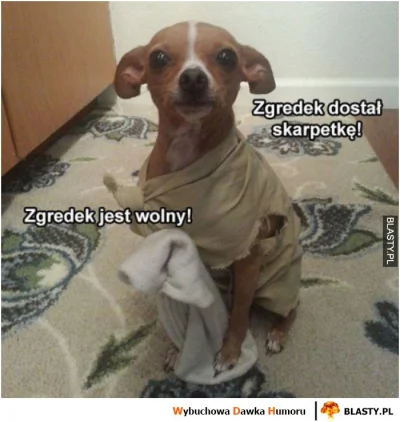 Setarpa - #harrypotter