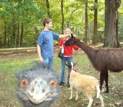 tusiatko - #emu #smiesznezwierzaczki #facebookcontent

Emus - Ruining pictures of pet...