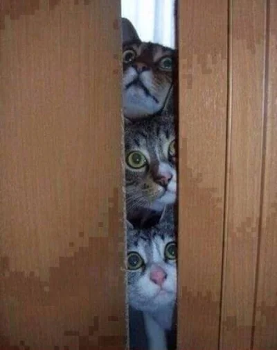 koci-lapci - #koty przy otwarciu lodówki.. :>