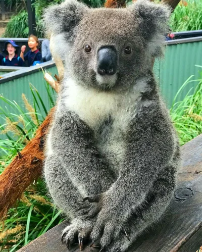 Najzajebistszy - Siemka drodzy ludzie. ʕ•ᴥ•ʔ

#koala #zwierzaczki #koalowabojowka