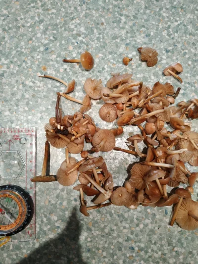dQ3b - Ktoś jest w stanie zidentyfikować te grzyby?