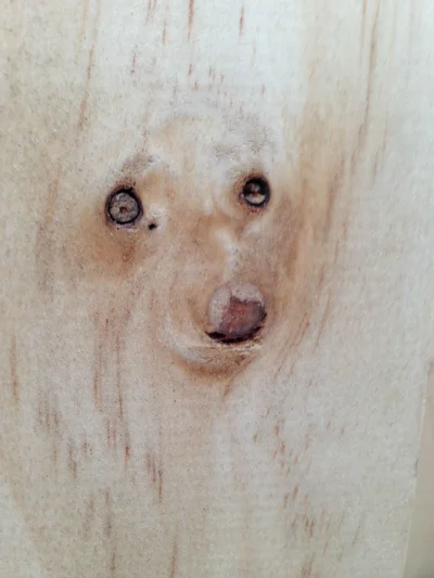 v.....3 - #mildlyinteresting



Sęki w tym drewnie wyglądają jak twarz psa