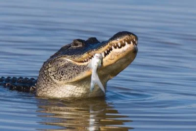 ledy - #aligator #krokodyl Czym się różni aligator od krokodyla?