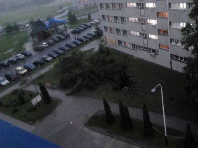 Sarpens - Na Politechnice Rzeszowskiej pierwszego dnia sesji poległo drzewo. Boję się...