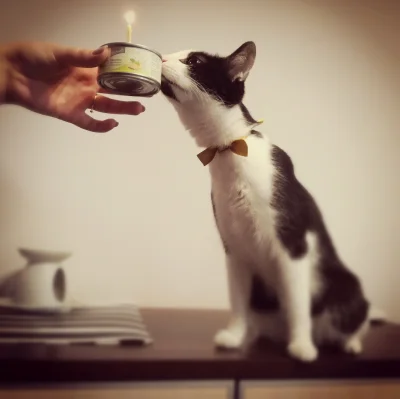 Corrny - Pierwsze urodziny Boba ʕ•ᴥ•ʔ

#pokazkota #koty #kitku