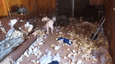 excavator - #pies #bullterrier #zwierzeta 
jak nie kochać :D
https://www.youtube.co...