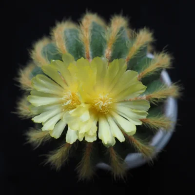 MagicPiano222 - Kwitnący kaktus z lotu ptaka (albo komara) #fotografia #zdjecia #kwia...