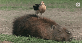 likk - zajebista kapibara wciąż ;)



#gif #zwierzaczki #kapibara